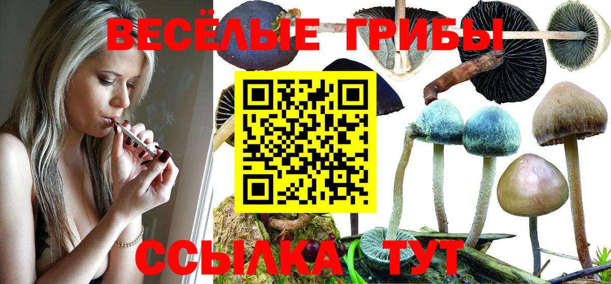 Галлюциногенные грибы Psilocybine cubensis Белово